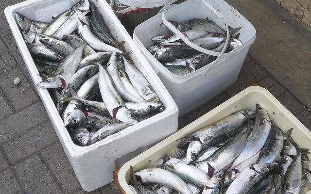 Makriel het ‘n slaggie lekker gebyt en heelwat is gevang. 